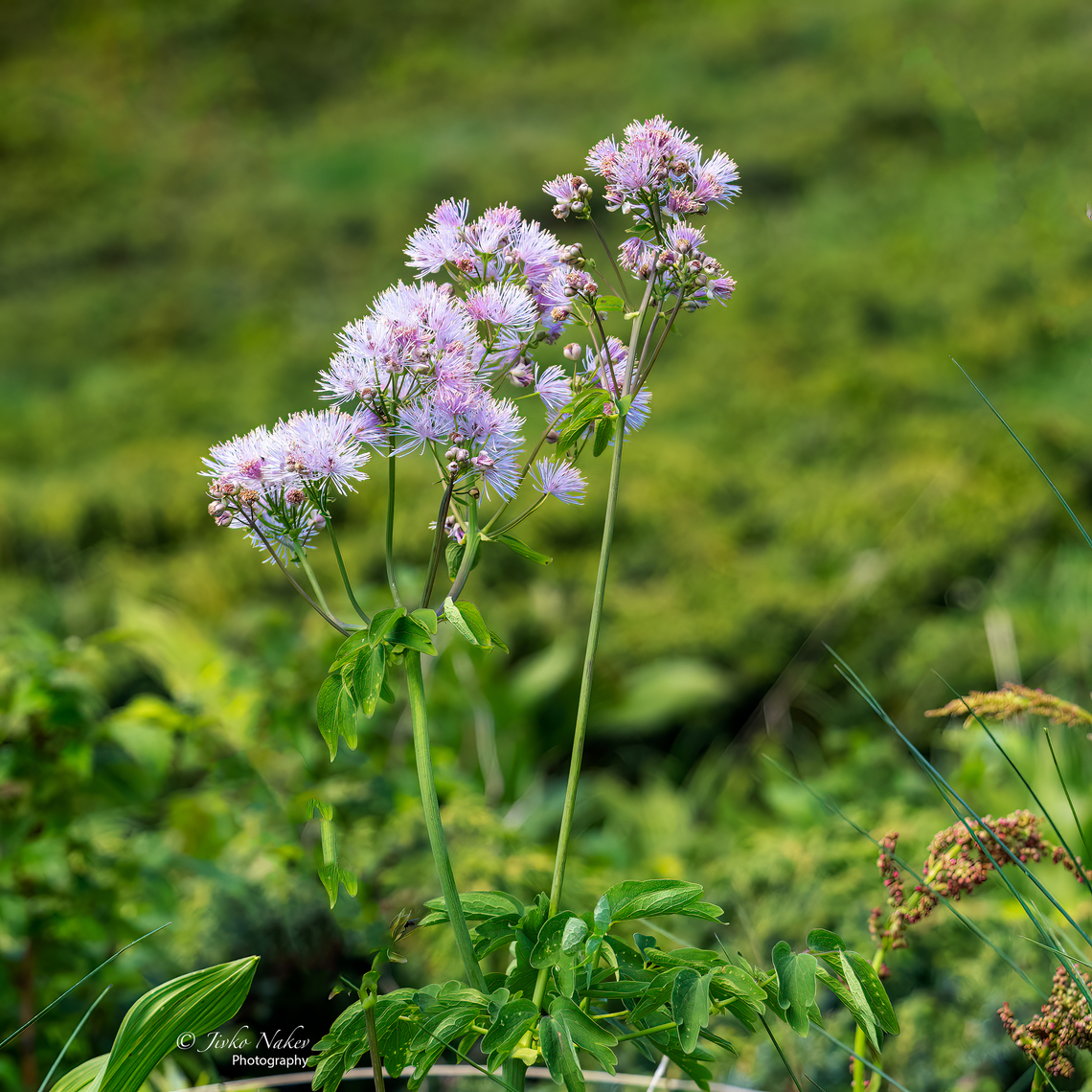 Siberian columbine meadow-rue - Thalictrum aquilegiifolium  Bistrishko Branishte Nature Reserve,Bulgaria,Eudicot,Europe,Flowering Plant,Geotagged,Magnoliophyta,Plantae,Ranunculaceae,Ranunculales,Spring,Thalictrum aquilegiifolium,Vitosha Mountain Nature Park,Wildlife