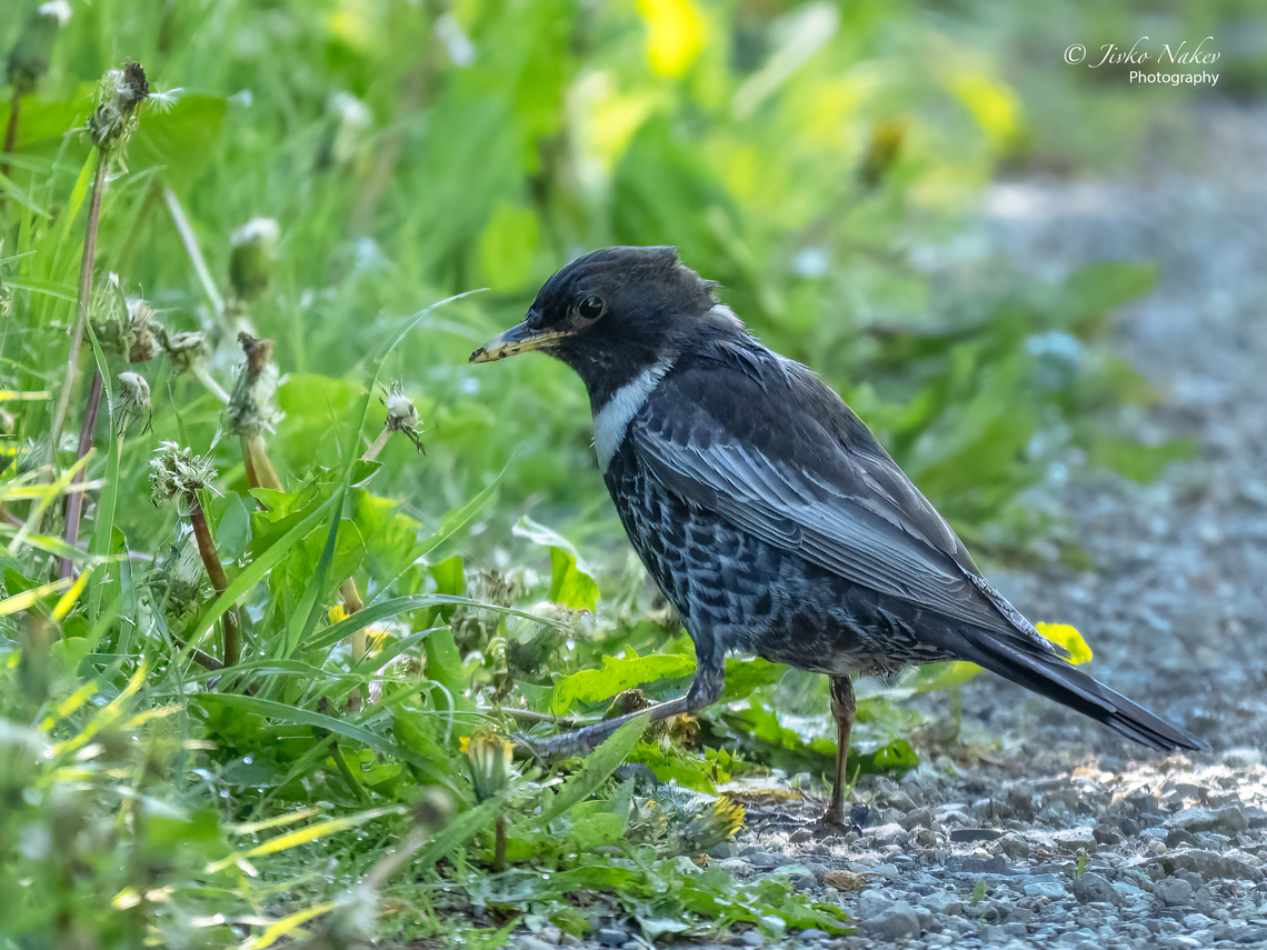 Ring ouzel - Turdus torquatus  Animal,Animalia,Aves,Bird,Bistrishko Branishte Nature Reserve,Bulgaria,Chordata,Europe,Geotagged,Passeriformes,Passerine,Ring ouzel,Spring,Turdidae,Turdus torquatus,Vitosha Mountain Nature Park,Wildlife