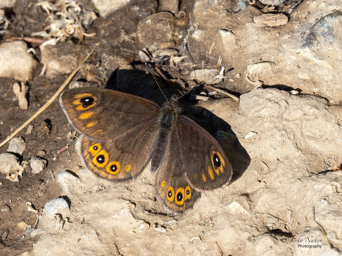 Northern wall brown - Lasiommata petropolitana  Animal,Animalia,Arthropoda,Bistrishko Branishte Nature Reserve,Brush-footed butterfly,Bulgaria,Europe,Geotagged,Insect,Insecta,Lasiommata petropolitana,Lepidoptera,Northern wall brown,Nymphalidae,Papilionoidea,Spring,Vitosha Mountain Nature Park,Wildlife