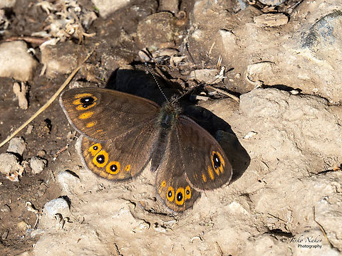 Northern Wall Brown