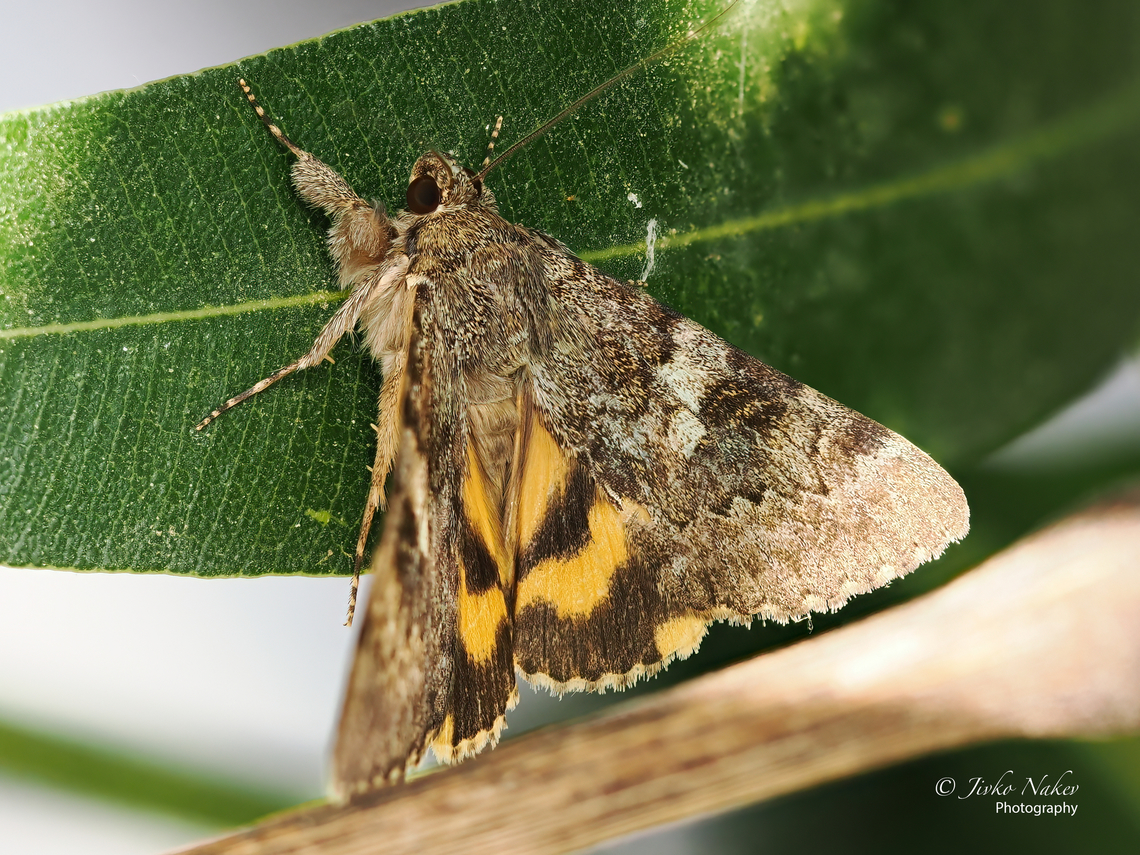 Catocala nymphaea Stack photo - 8 images - first trials! Alexandroupoli,Animal,Animalia,Arthropoda,Catocala nymphaea,Eastern Macedonia,Erebidae,Europe,Geotagged,Greece,Insect,Insecta,Lepidoptera,Noctuoidea,Summer,Wildlife