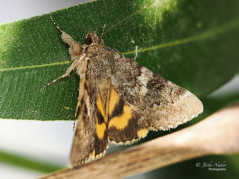 Catocala nymphaea Stack photo - 8 images - first trials! Alexandroupoli,Animal,Animalia,Arthropoda,Catocala nymphaea,Eastern Macedonia,Erebidae,Europe,Geotagged,Greece,Insect,Insecta,Lepidoptera,Noctuoidea,Summer,Wildlife