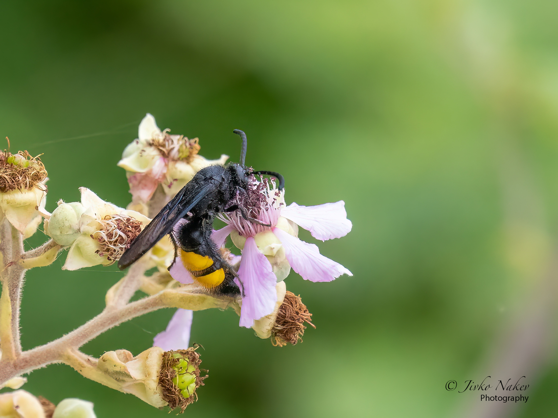 Scolia hirta  Alexandroupoli,Animal,Animalia,Arthropoda,Eastern Macedonia,Europe,Geotagged,Greece,Hymenoptera,Insect,Insecta,Scolia hirta,Scoliidae,Summer,Vespoidea,Wildlife
