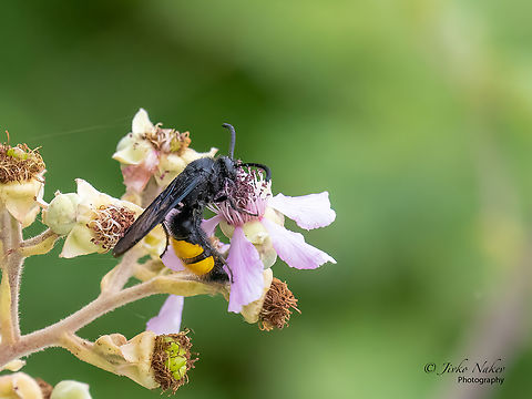 Hairy Scoliid Wasp