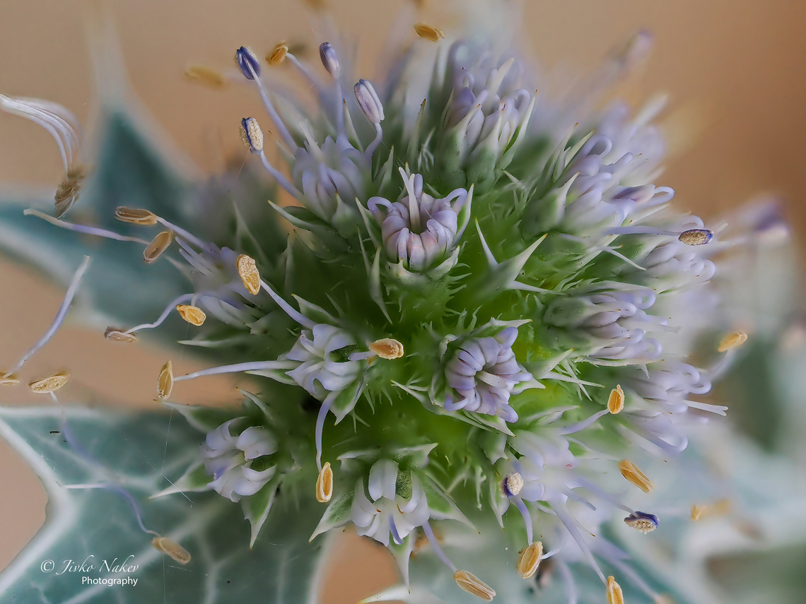 Sea holly - Eryngium maritimum  Alexandroupoli,Apiaceae,Apiales,Celery,Eastern Macedonia,Eryngium maritimum,Eudicot,Europe,Flowering Plant,Geotagged,Greece,Magnoliophyta,Plantae,Sea holly,Seaside eryngo,Summer,Wildlife