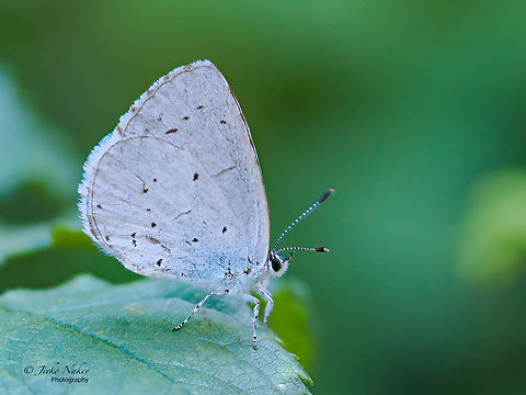 Holly blue - Celastrina argiolus  Alexandroupoli,Animal,Animalia,Arthropoda,Celastrina argiolus,Eastern Macedonia,Europe,Geotagged,Greece,Holly Blue,Holly blue,Insect,Insecta,Lepidoptera,Lycaenidae,Papilionoidea,Summer,Wildlife