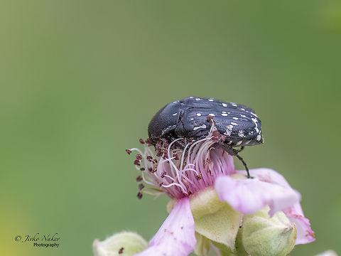 Middle-east flower scarab - Oxythyrea cinctella  Alexandroupoli,Animal,Animalia,Arthropoda,Cetoniidae,Coleoptera,Eastern Macedonia,Europe,Geotagged,Greece,Insect,Insecta,Middle-east flower scarab,Oxythirea cinctella,Oxythyrea cinctella,Pest species,Scarabeoidea,Summer,Wildlife