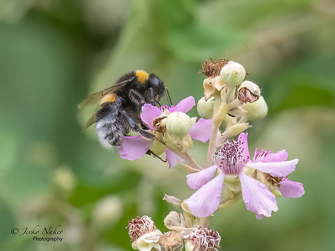 White-tailed bumble bee - Bombus lucorum  Alexandroupoli,Animal,Animalia,Apidae,Apoidea,Arthropoda,Bombus lucorum,Eastern Macedonia,Europe,Geotagged,Greece,Hymenoptera,Insect,Insecta,Summer,White-tailed bumblebee,Wildlife