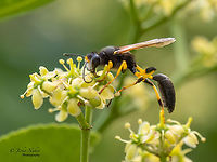Sceliphron destillatorium https://www.jungledragon.com/image/137190/sceliphron_destillatorium.html Alexandroupoli,Animal,Animalia,Apoidea,Arthropoda,Eastern Macedonia,Europe,Geotagged,Greece,Hymenoptera,Insect,Insecta,Mud dauber wasp,Sceliphron destillatorium,Sphecidae,Summer,Thread-waisted wasp,Wildlife