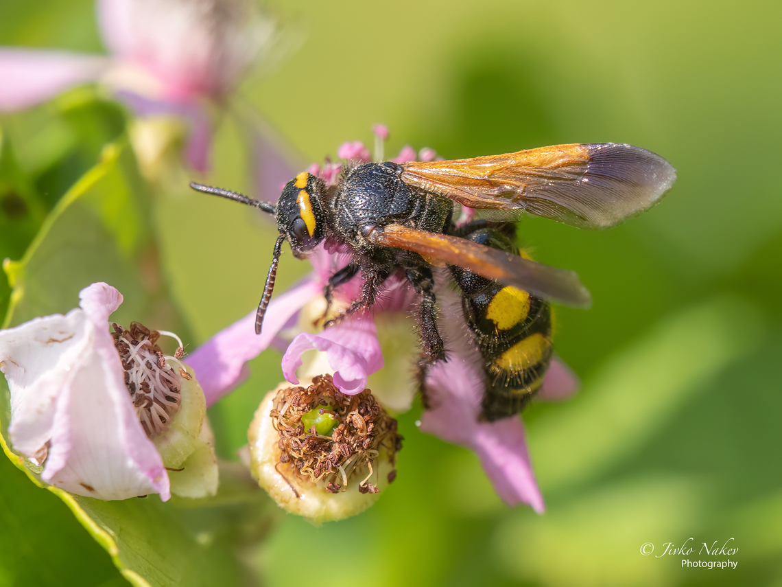Scoliid wasp - Scolia fuciformis  Alexandroupoli,Animal,Animalia,Arthropoda,Eastern Macedonia,Europe,Geotagged,Greece,Hymenoptera,Insect,Insecta,Scolia fuciformis,Scoliidae,Summer,Vespoidea,Wildlife