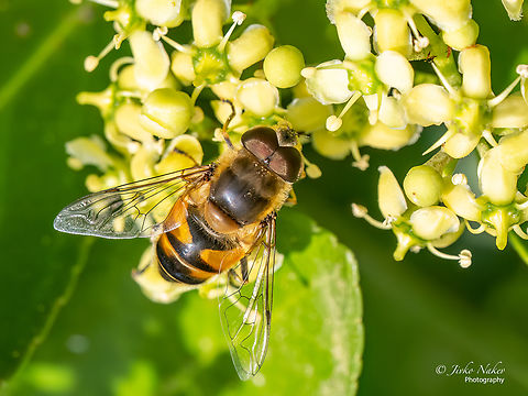 Drone fly - Eristalis tenax  Alexandroupoli,Animal,Animalia,Arthropoda,Common Drone Fly,Diptera,Drone fly,Eastern Macedonia,Eristalis tenax,Europe,Geotagged,Greece,Hoverfly,Insect,Insecta,Summer,Syrphid fly,Syrphidae,Wildlife