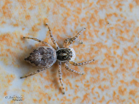 Menemerus semilimbatus  Alexandroupoli,Animal,Animalia,Arachnida,Araneae,Arthropoda,Eastern Macedonia,Europe,Geotagged,Greece,Jumping spider,Menemerus semilimbatus,Salticidae,Summer,Wildlife