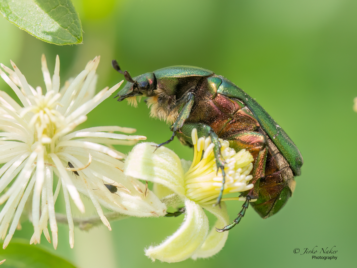 Rose chafer - Cetonia aurata  Alexandroupoli,Animal,Animalia,Arthropoda,Cetonia aurata,Cetoniidae,Coleoptera,Eastern Macedonia,Europe,Geotagged,Greece,Insect,Insecta,Rose chafer,Scarabeoidea,Summer,Wildlife