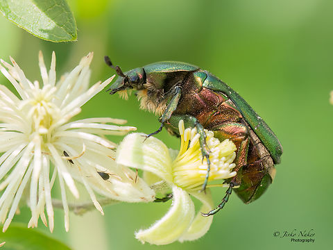 Rose chafer - Cetonia aurata  Alexandroupoli,Animal,Animalia,Arthropoda,Cetonia aurata,Cetoniidae,Coleoptera,Eastern Macedonia,Europe,Geotagged,Greece,Insect,Insecta,Rose chafer,Scarabeoidea,Summer,Wildlife