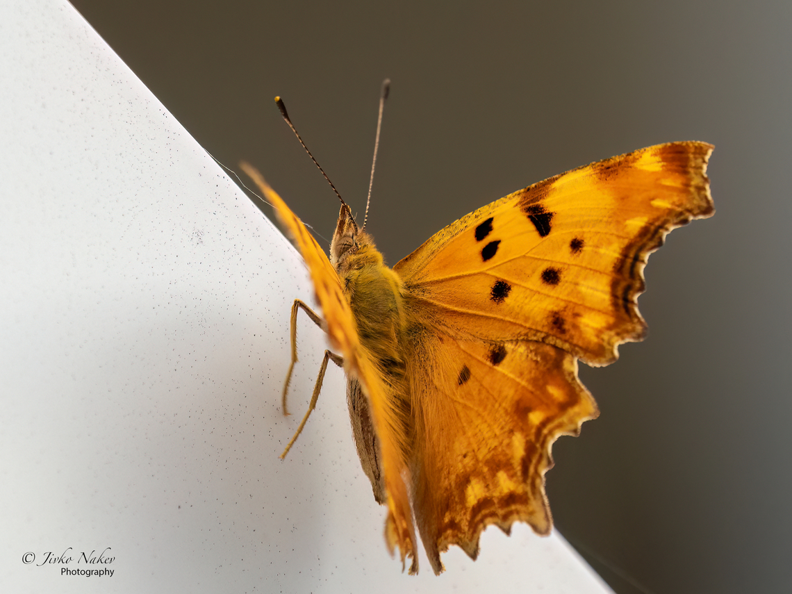 Southern comma - Polygonia egea  Alexandroupoli,Animal,Animalia,Arthropoda,Brush-footed butterfly,Eastern Macedonia,Europe,Geotagged,Greece,Insect,Insecta,Lepidoptera,Nymphalidae,Papilionoidea,Polygonia egea,Southern comma,Summer,Wildlife