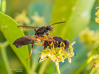 Black mud-dauber wasps mating - Sceliphron destillatorium https://www.jungledragon.com/image/137105/sceliphron_destillatorium.html Alexandroupoli,Animal,Animalia,Apoidea,Arthropoda,Eastern Macedonia,Europe,Geotagged,Greece,Hymenoptera,Insect,Insecta,Mud dauber wasp,Sceliphron destillatorium,Sphecidae,Summer,Thread-waisted wasp,Wildlife