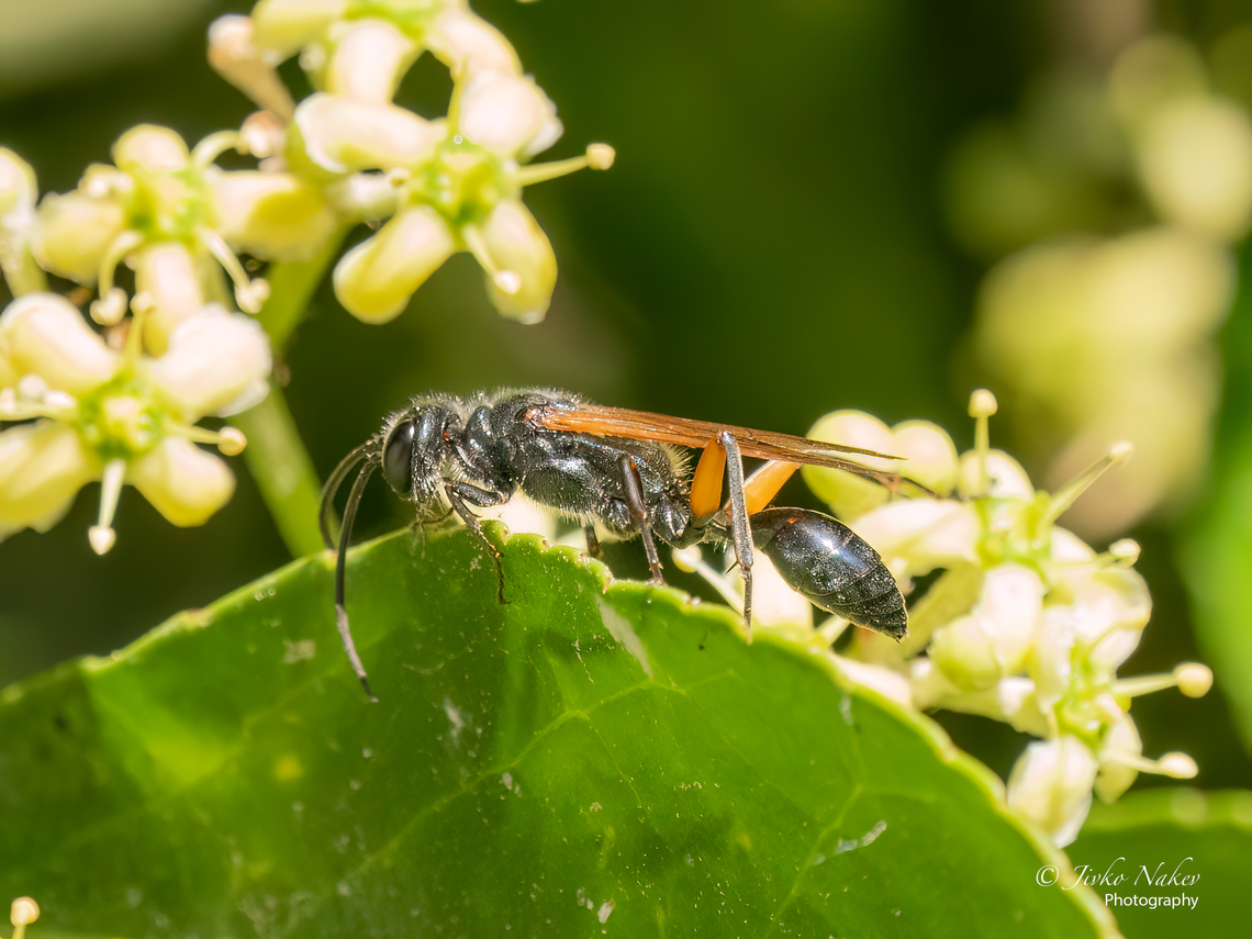 Black mud-dauber wasp - Chalybion femoratum  Animal,Animalia,Apoidea,Arthropoda,Chalybion femoratum,Geotagged,Greece,Hymenoptera,Insect,Insecta,Mud dauber wasp,Sphecidae,Summer,Thread-waisted wasp,Wildlife