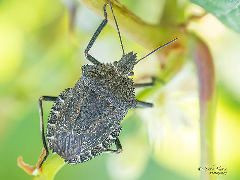 Mustha spinosula  Alexandroupoli,Animal,Animalia,Arthropoda,Eastern Macedonia,Europe,Geotagged,Greece,Hemiptera,Insect,Insecta,Mustha spinosula,Pentatomidae,Pentatomoidea,Stink bug,Summer,Wildlife