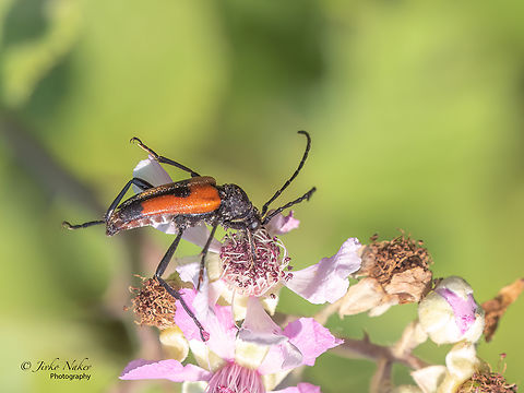 Stictoleptura cordigera  Alexandroupoli,Animal,Animalia,Arthropoda,Cerambycidae,Coleoptera,Eastern Macedonia,Europe,Geotagged,Greece,Insect,Insecta,Longhorn beetle,Stictoleptura cordigera,Summer,Wildlife