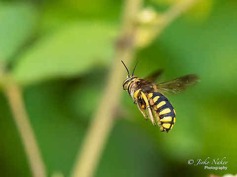 European wool carder bee - Anthidium manicatum  Alexandroupoli,Animal,Animalia,Anthidium manicatum,Apoidea,Arthropoda,Eastern Macedonia,Europe,European wool carder bee,Geotagged,Greece,Hymenoptera,Insect,Insecta,Mason bee,Megachilidae,Summer,Wildlife
