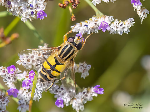 Helophilus trivittatus  Animal,Animalia,Arthropoda,Diptera,Eastern Macedonia,Europe,Evros Delta National Park,Geotagged,Greece,Helophilus trivittatus,Insect,Insecta,Summer,Syrphid fly,Syrphidae,Trivittate Marsh Fly,Wildlife