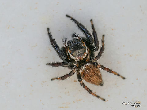 Evarcha jucunda  Alexandroupoli,Animal,Animalia,Arachnida,Araneae,Arthropoda,Eastern Macedonia,Europe,Evarcha jucunda,Geotagged,Greece,Jumping spider,Salticidae,Summer,Wildlife