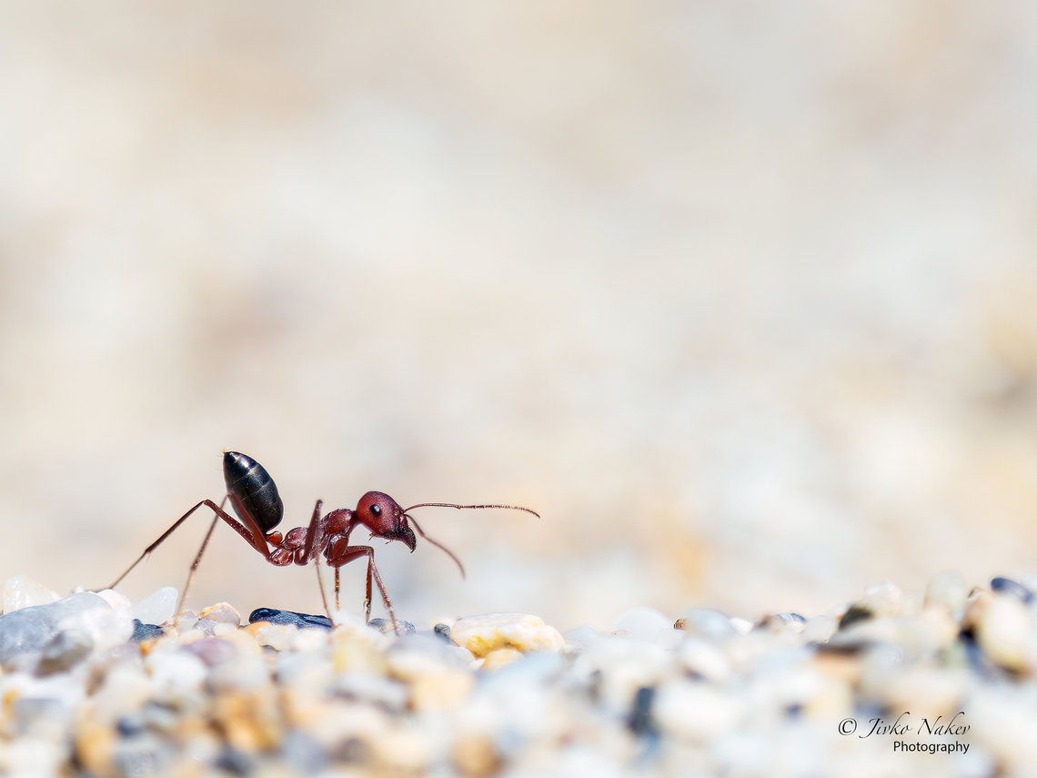 Desert ant - Cataglyphis nodus  Alexandroupoli,Animal,Animalia,Arthropoda,Cataglyphis nodus,Eastern Macedonia,Europe,Formicidae,Geotagged,Greece,Hymenoptera,Insect,Insecta,Summer,Vespoidea,Wildlife