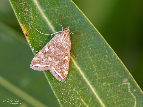 Loxostege sticticalis  Alexandroupoli,Animal,Animalia,Arthropoda,Crambidae,Eastern Macedonia,Europe,Geotagged,Greece,Insect,Insecta,Lepidoptera,Loxostege sticticalis,Pyraloidea,Summer,Wildlife