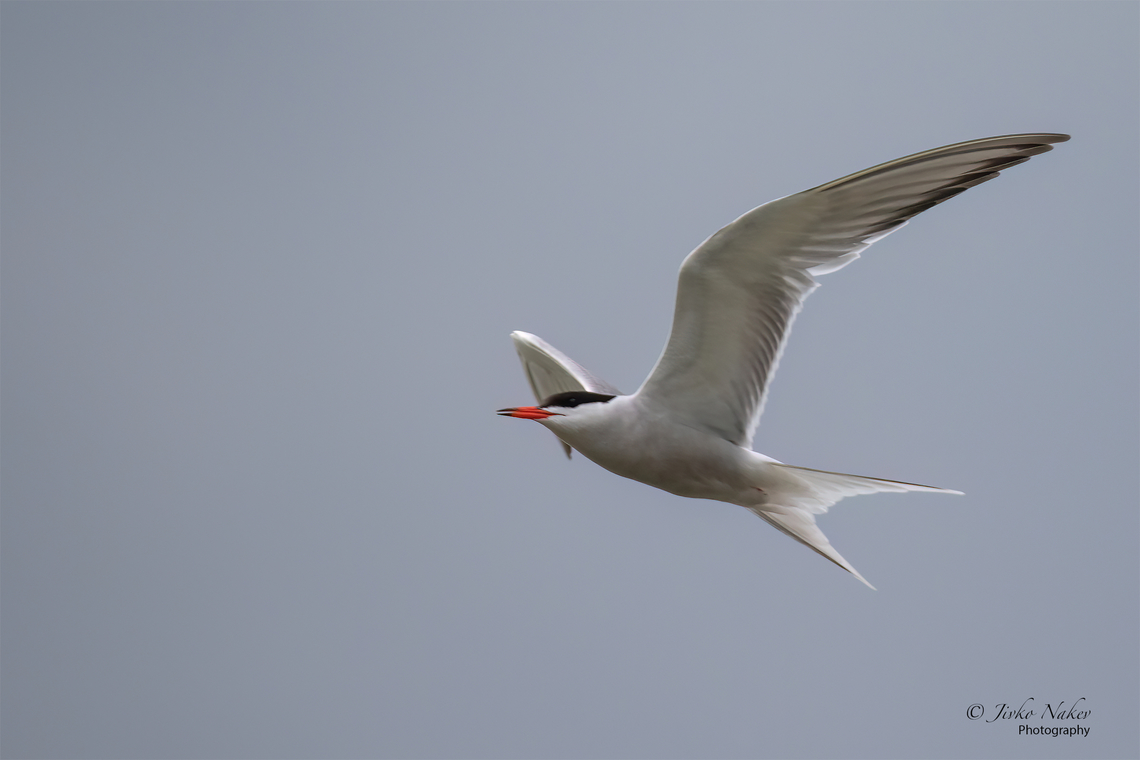 Common tern - Sterna hirundo This photo is from 2018, somehow I missed to upload it, country intro. Animal,Animalia,Aves,Bird,Bulgaria,Charadriiformes,Chordata,Common tern,Europe,Geotagged,Pyasachnik Dam,Spring,Sterna hirundo,Sternidae,Wildlife