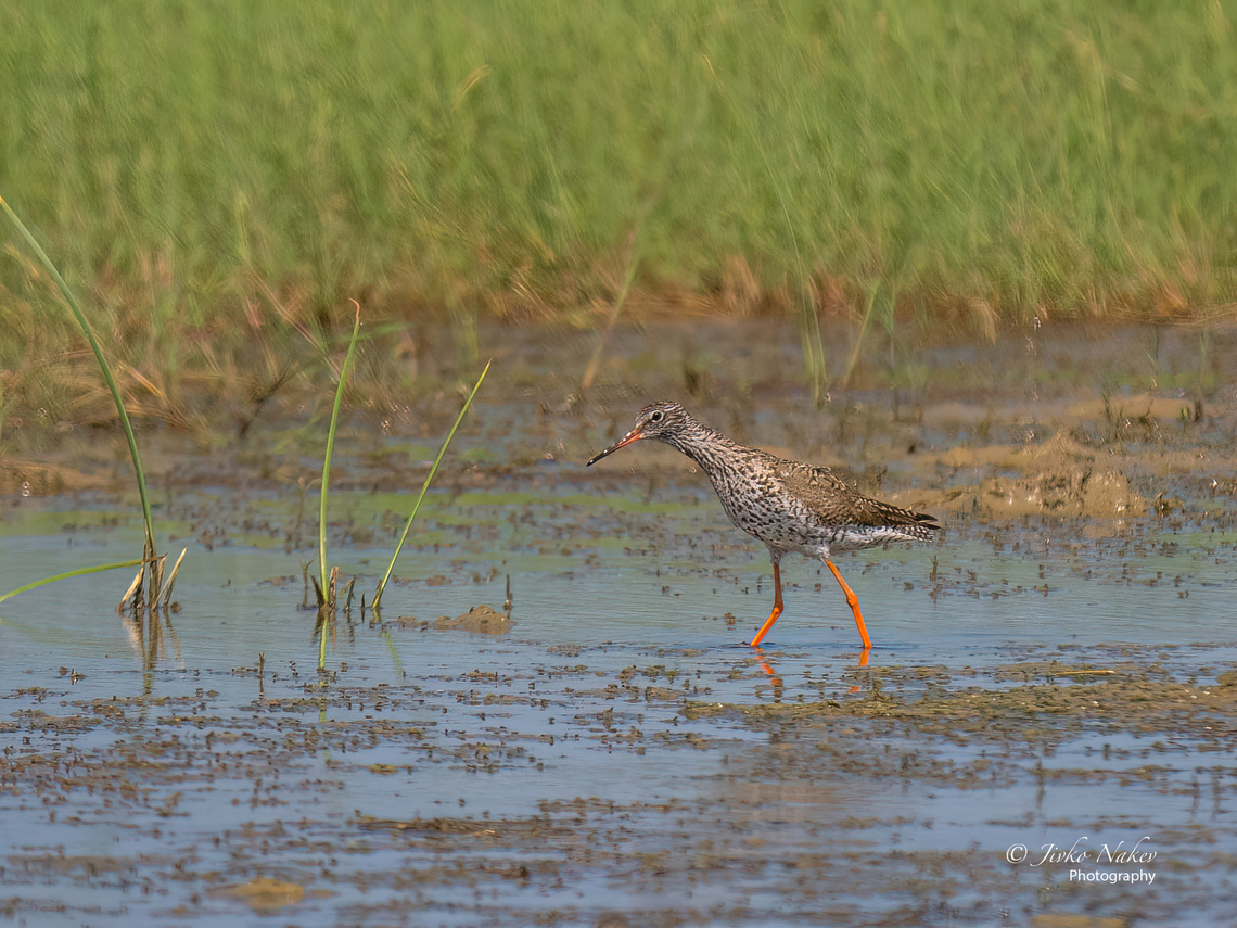 Spotted redshank - Tringa erythropus <figure class="photo"><a href="https://www.jungledragon.com/image/137611/spotted_redshank_-_tringa_erythropus.html" title="Spotted redshank - Tringa erythropus"><img src="https://s3.amazonaws.com/media.jungledragon.com/images/1332/137611_thumb.jpg?AWSAccessKeyId=05GMT0V3GWVNE7GGM1R2&Expires=1769040010&Signature=7b271pNPciOV%2FIOFo6mdpr6Cvsk%3D" width="200" height="150" alt="Spotted redshank - Tringa erythropus In May-July the adults are becoming black.<br />
https://www.jungledragon.com/image/137565/spotted_redshank_-_tringa_erythropus.html Animal,Animalia,Aves,Bird,Charadriiformes,Chordata,Eastern Macedonia,Europe,Evros Delta national park,Geotagged,Greece,Scolopacidae,Shorebird,Spotted redshank,Summer,Tringa erythropus,Wader,Wildlife" /></a></figure> Animal,Animalia,Aves,Bird,Charadriiformes,Chordata,Eastern Macedonia,Europe,Evros Delta national park,Geotagged,Greece,Scolopacidae,Shorebird,Spotted redshank,Summer,Tringa erythropus,Wader,Wildlife