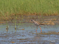 Spotted redshank - Tringa erythropus https://www.jungledragon.com/image/137611/spotted_redshank_-_tringa_erythropus.html Animal,Animalia,Aves,Bird,Charadriiformes,Chordata,Eastern Macedonia,Europe,Evros Delta national park,Geotagged,Greece,Scolopacidae,Shorebird,Spotted redshank,Summer,Tringa erythropus,Wader,Wildlife