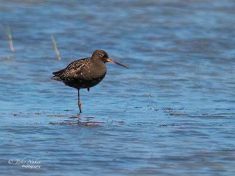 Spotted redshank - Tringa erythropus In May-July the adults are becoming black.
https://www.jungledragon.com/image/137565/spotted_redshank_-_tringa_erythropus.html Animal,Animalia,Aves,Bird,Charadriiformes,Chordata,Eastern Macedonia,Europe,Evros Delta national park,Geotagged,Greece,Scolopacidae,Shorebird,Spotted redshank,Summer,Tringa erythropus,Wader,Wildlife
