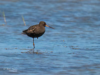 Spotted redshank - Tringa erythropus In May-July the adults are becoming black.<br />
https://www.jungledragon.com/image/137565/spotted_redshank_-_tringa_erythropus.html Animal,Animalia,Aves,Bird,Charadriiformes,Chordata,Eastern Macedonia,Europe,Evros Delta national park,Geotagged,Greece,Scolopacidae,Shorebird,Spotted redshank,Summer,Tringa erythropus,Wader,Wildlife