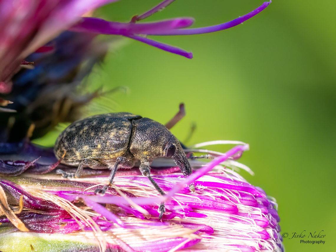 Larinus planus  Animal,Animalia,Arthropoda,Bulgaria,Canada Thistle Bud Weevil,Coleoptera,Curculionidae,Curculionoidea,Europe,Geotagged,Insect,Insecta,Larinus planus,Snouth beetle,Summer,True weevil,Vitosha Mountain Nature Park,Wildlife