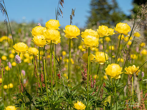 Globeflower - Trollius europaeus  Bulgaria,Endangered species,Eudicot,Europe,Flowering Plant,Geotagged,Globeflower,Magnoliophyta,Plantae,Ranunculaceae,Ranunculales,Summer,Trollius europaeus,Vitosha Mountain Nature Park,Wildlife