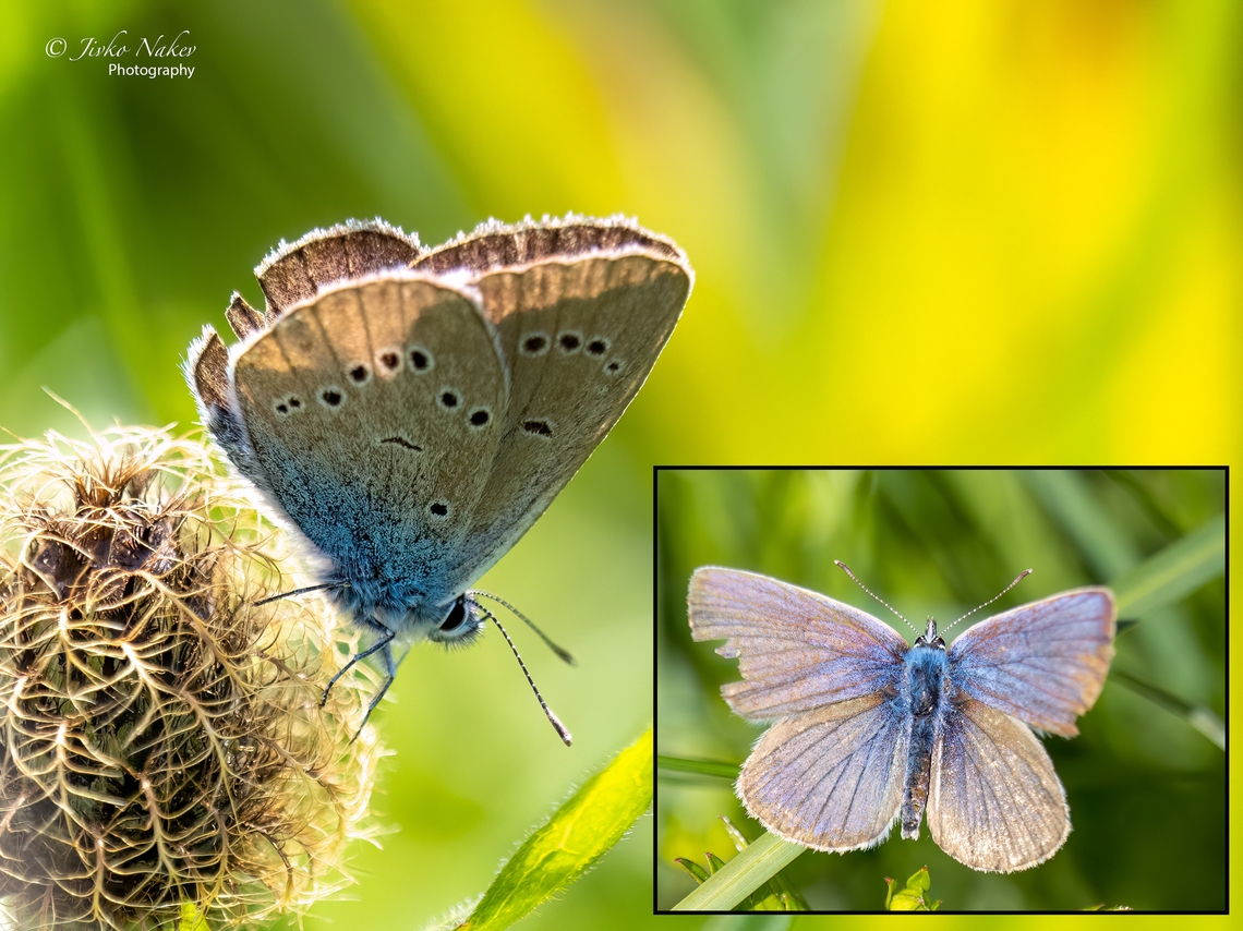 Mazarine blue - Cyaniris semiargus  Animal,Animalia,Arthropoda,Bulgaria,Cyaniris semiargus,Europe,Geotagged,Insect,Insecta,Lepidoptera,Lycaenidae,Mazarine blue,Papilionoidea,Polyommatus semiargus,Summer,Vitosha Mountain Nature Park,Wildlife