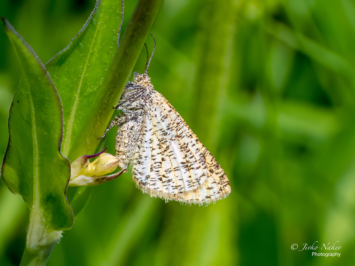 Frosted yellow - Isturgia limbaria  Animal,Animalia,Arthropoda,Bulgaria,Europe,Frosted yellow,Geometer moth,Geometridae,Geometroidea,Geotagged,Insect,Insecta,Isturgia limbaria,Lepidoptera,Summer,Vitosha Mountain Nature Park,Wildlife