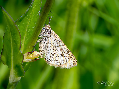 Frosted yellow - Isturgia limbaria  Animal,Animalia,Arthropoda,Bulgaria,Europe,Frosted yellow,Geometer moth,Geometridae,Geometroidea,Geotagged,Insect,Insecta,Isturgia limbaria,Lepidoptera,Summer,Vitosha Mountain Nature Park,Wildlife