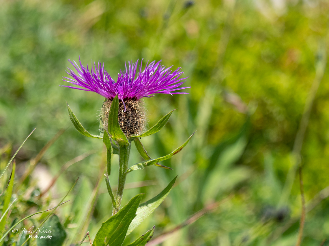 Singleflower knapweed - Centaurea uniflora  Asteraceae,Asterales,Bulgaria,Centaurea uniflora,Eudicot,Europe,Flowering Plant,Geotagged,Magnoliophyta,Plantae,Singleflower knapweed,Summer,Vitosha Mountain Nature Park,Wildlife