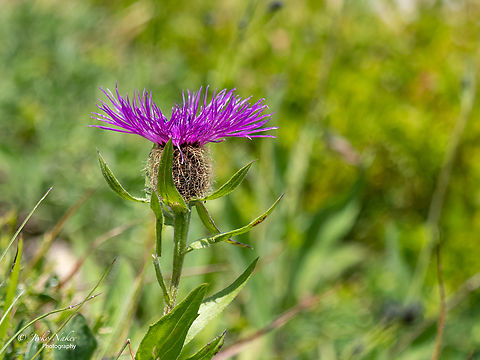 Singleflower knapweed - Centaurea uniflora Asteraceae,Asterales,Bulgaria,Centaurea uniflora,Eudicot,Europe,Flowering Plant,Geotagged,Magnoliophyta,Plantae,Singleflower knapweed,Summer,Vitosha Mountain Nature Park,Wildlife