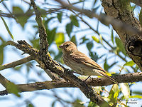 Common rosefinch female - Carpodacus erythrinus Rare nesting bird in Bulgaria. Unfortunately, I was unable to photograph the male. The female and the young are almost indistinguishable - only by their behavior can you tell which bird is a female and which is a young chicken.<br />
https://www.jungledragon.com/image/137934/common_rosefinch_juv._-_carpodacus_erythrinus.html Animal,Animalia,Aves,Bird,Bulgaria,Carpodacus erythrinus,Chordata,Common rosefinch,Europe,Finch,Fringillidae,Geotagged,Palakaria Protected Area,Passeriformes,Passerine,Scarlet rosefinch,Summer,Wildlife