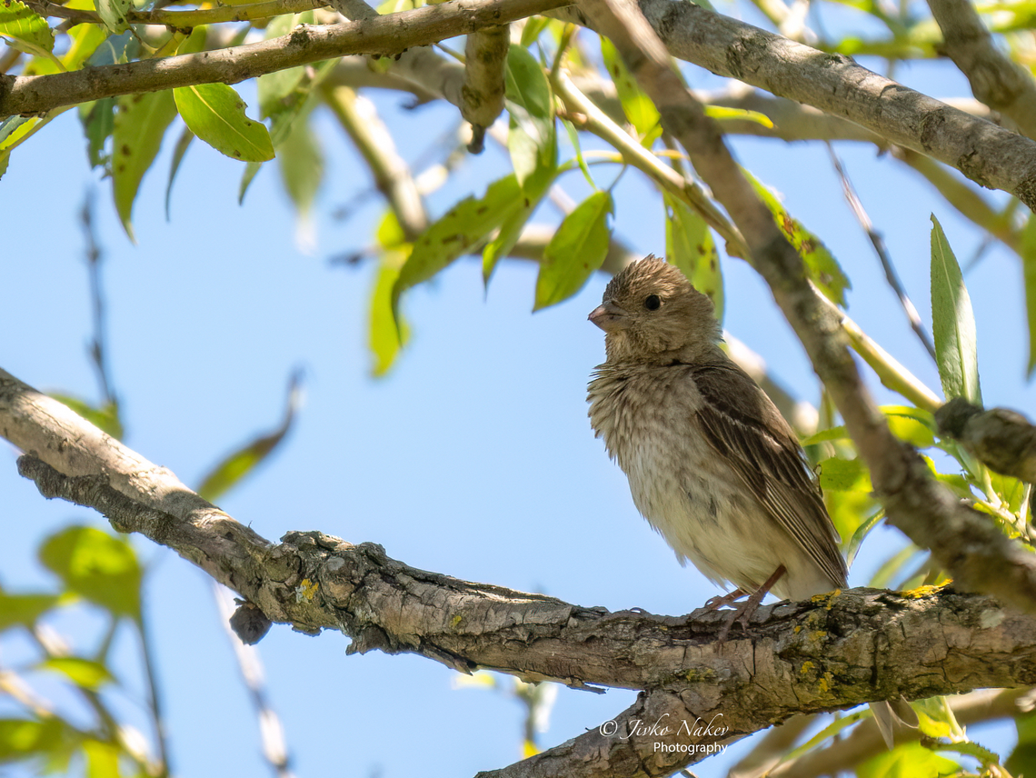 Common rosefinch juv. - Carpodacus erythrinus Rare nesting bird in Bulgaria. Unfortunately, I was unable to photograph the male. The female and the young are almost indistinguishable - only by their behavior can you tell which bird is a female and which is a young chicken.<br />
<figure class="photo"><a href="https://www.jungledragon.com/image/137933/common_rosefinch_female_-_carpodacus_erythrinus.html" title="Common rosefinch female - Carpodacus erythrinus"><img src="https://s3.amazonaws.com/media.jungledragon.com/images/1332/137933_thumb.jpg?AWSAccessKeyId=05GMT0V3GWVNE7GGM1R2&Expires=1769040010&Signature=yYwZKm6C0EyaUFalFth0Vg5Jr48%3D" width="200" height="150" alt="Common rosefinch female - Carpodacus erythrinus Rare nesting bird in Bulgaria. Unfortunately, I was unable to photograph the male. The female and the young are almost indistinguishable - only by their behavior can you tell which bird is a female and which is a young chicken.<br />
https://www.jungledragon.com/image/137934/common_rosefinch_juv._-_carpodacus_erythrinus.html Animal,Animalia,Aves,Bird,Bulgaria,Carpodacus erythrinus,Chordata,Common rosefinch,Europe,Finch,Fringillidae,Geotagged,Palakaria Protected Area,Passeriformes,Passerine,Scarlet rosefinch,Summer,Wildlife" /></a></figure> Animal,Animalia,Aves,Bird,Bulgaria,Carpodacus erythrinus,Chordata,Common rosefinch,Europe,Finch,Fringillidae,Geotagged,Palakaria Protected Area,Passeriformes,Passerine,Scarlet rosefinch,Summer,Wildlife
