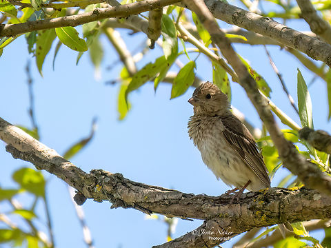Common rosefinch juv. - Carpodacus erythrinus Rare nesting bird in Bulgaria. Unfortunately, I was unable to photograph the male. The female and the young are almost indistinguishable - only by their behavior can you tell which bird is a female and which is a young chicken.
https://www.jungledragon.com/image/137933/common_rosefinch_female_-_carpodacus_erythrinus.html Animal,Animalia,Aves,Bird,Bulgaria,Carpodacus erythrinus,Chordata,Common rosefinch,Europe,Finch,Fringillidae,Geotagged,Palakaria Protected Area,Passeriformes,Passerine,Scarlet rosefinch,Summer,Wildlife