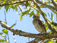 Common rosefinch juv. - Carpodacus erythrinus Rare nesting bird in Bulgaria. Unfortunately, I was unable to photograph the male. The female and the young are almost indistinguishable - only by their behavior can you tell which bird is a female and which is a young chicken.<br />
https://www.jungledragon.com/image/137933/common_rosefinch_female_-_carpodacus_erythrinus.html Animal,Animalia,Aves,Bird,Bulgaria,Carpodacus erythrinus,Chordata,Common rosefinch,Europe,Finch,Fringillidae,Geotagged,Palakaria Protected Area,Passeriformes,Passerine,Scarlet rosefinch,Summer,Wildlife