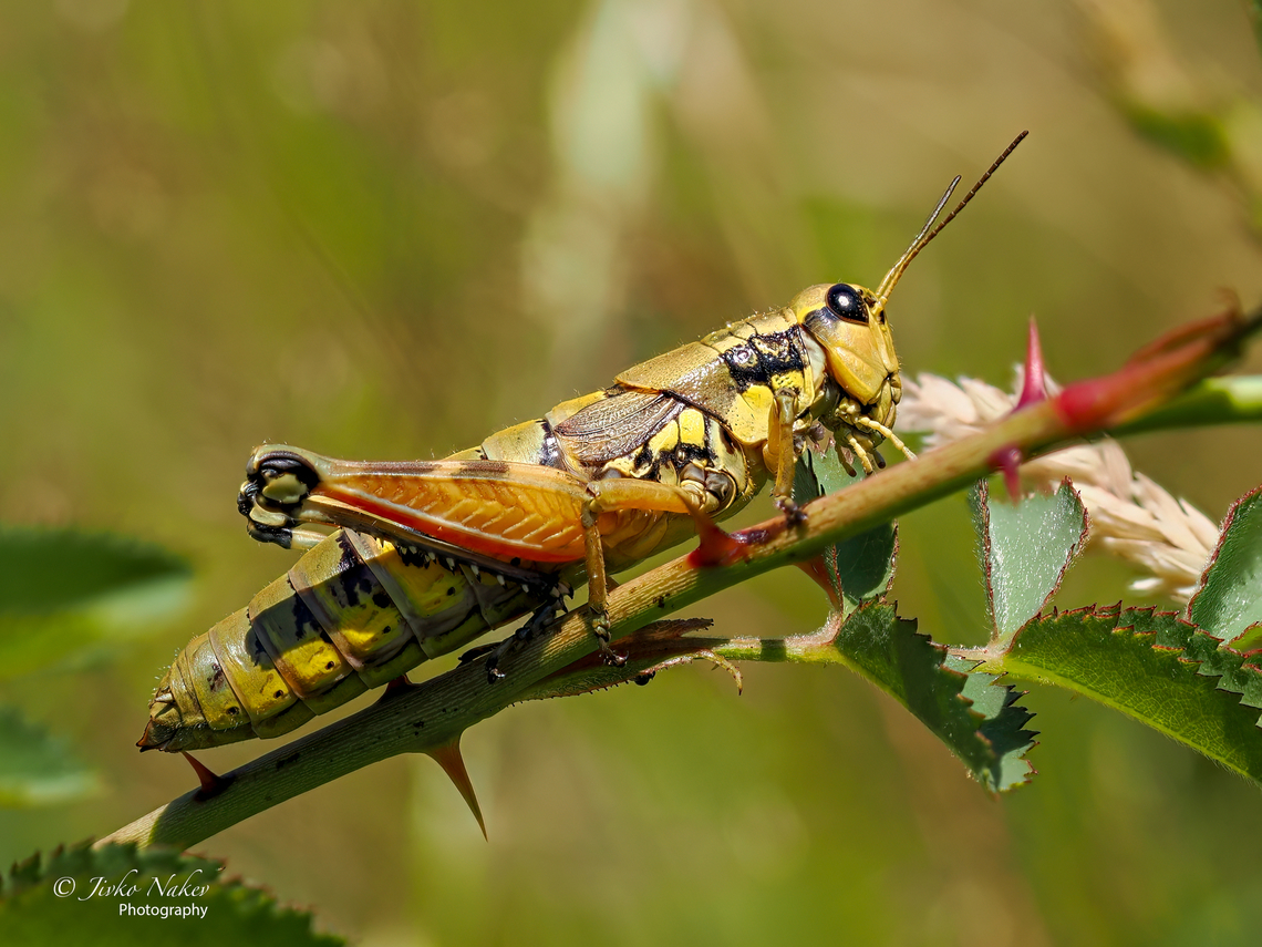 Short-horned grasshopper female - Podisma pedestris Olympus OM-1 in camera focus-stacking. Handheld - 8 shots. Acrididae,Animal,Animalia,Arthropoda,Bulgaria,Europe,Geotagged,Insect,Insecta,Orthoptera,Podisma pedestris,Short-horned Grasshopper,Summer,West Balkan mountain range,Wildlife