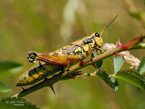 Short-horned grasshopper female - Podisma pedestris Olympus OM-1 in camera focus-stacking. Handheld - 8 shots. Acrididae,Animal,Animalia,Arthropoda,Bulgaria,Europe,Geotagged,Insect,Insecta,Orthoptera,Podisma pedestris,Short-horned Grasshopper,Summer,West Balkan mountain range,Wildlife