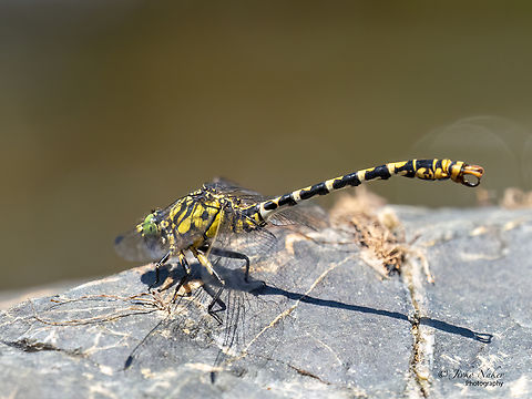 Small pincertail - Onychogomphus forcipatus  Animal,Animalia,Arthropoda,Bulgaria,Clubtail dragonfly,Dragonfly,Europe,Geotagged,Gomphidae,Insect,Insecta,Odonata,Onychogomphus forcipatus,Small Pincertail,Small pincertail,Summer,West Balkan mountain range,Wildlife