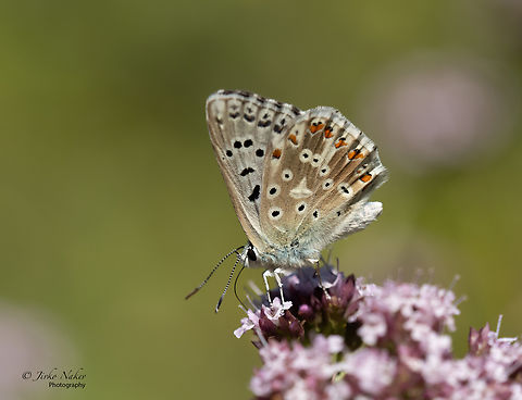 Chalk-hill blue - Lysandra coridon  Animal,Animalia,Arthropoda,Bulgaria,Chalk-hill blue,Geotagged,Insect,Insecta,Lepidoptera,Lycaenidae,Lysandra coridon,Papilionoidea,Polyommatus coridon,Summer,Wildlife