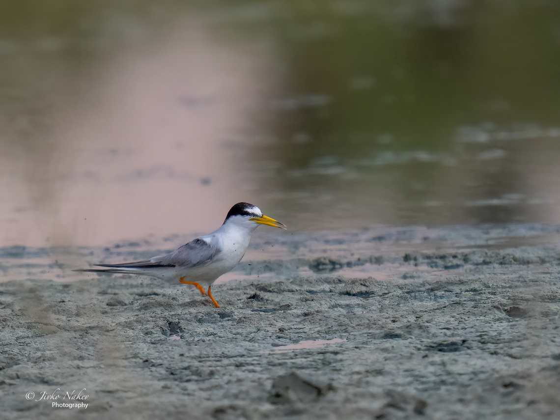 Little tern - Sternula albifrons  Agios Mamas wetland,Animal,Animalia,Aves,Bird,Central Macedonia,Charadriiformes,Chordata,Europe,Geotagged,Greece,Laridae,Little Tern,Little tern,Sternula albifrons,Summer,Wildlife