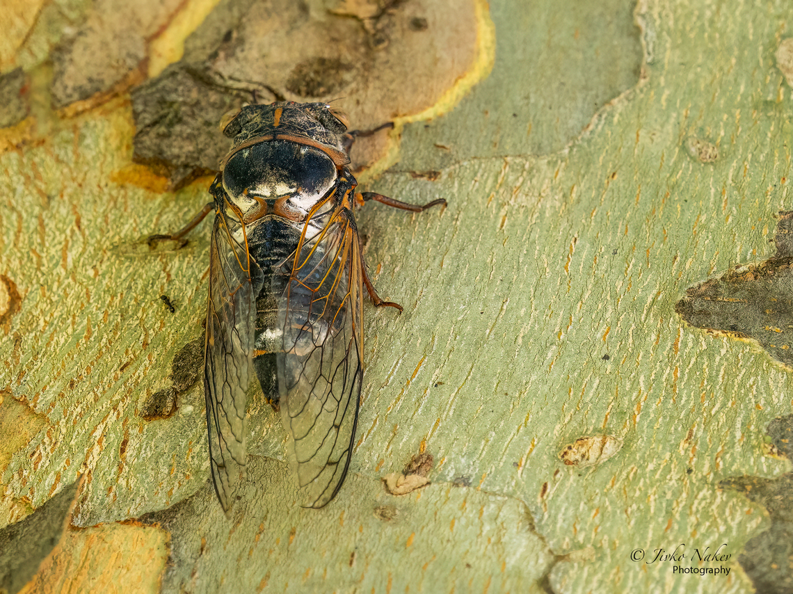 Lyristes plebejus  Animal,Animalia,Arthropoda,Cicadidae,Cicadoidea,Geotagged,Greece,Hemiptera,Insect,Insecta,Lyristes plebejus,Summer,Wildlife